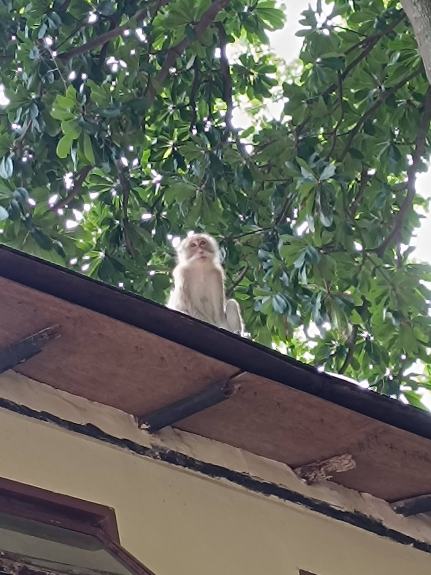 Macaco sentado en el borde de un tejado bajo las ramas de un árbol, mirando hacia abajo