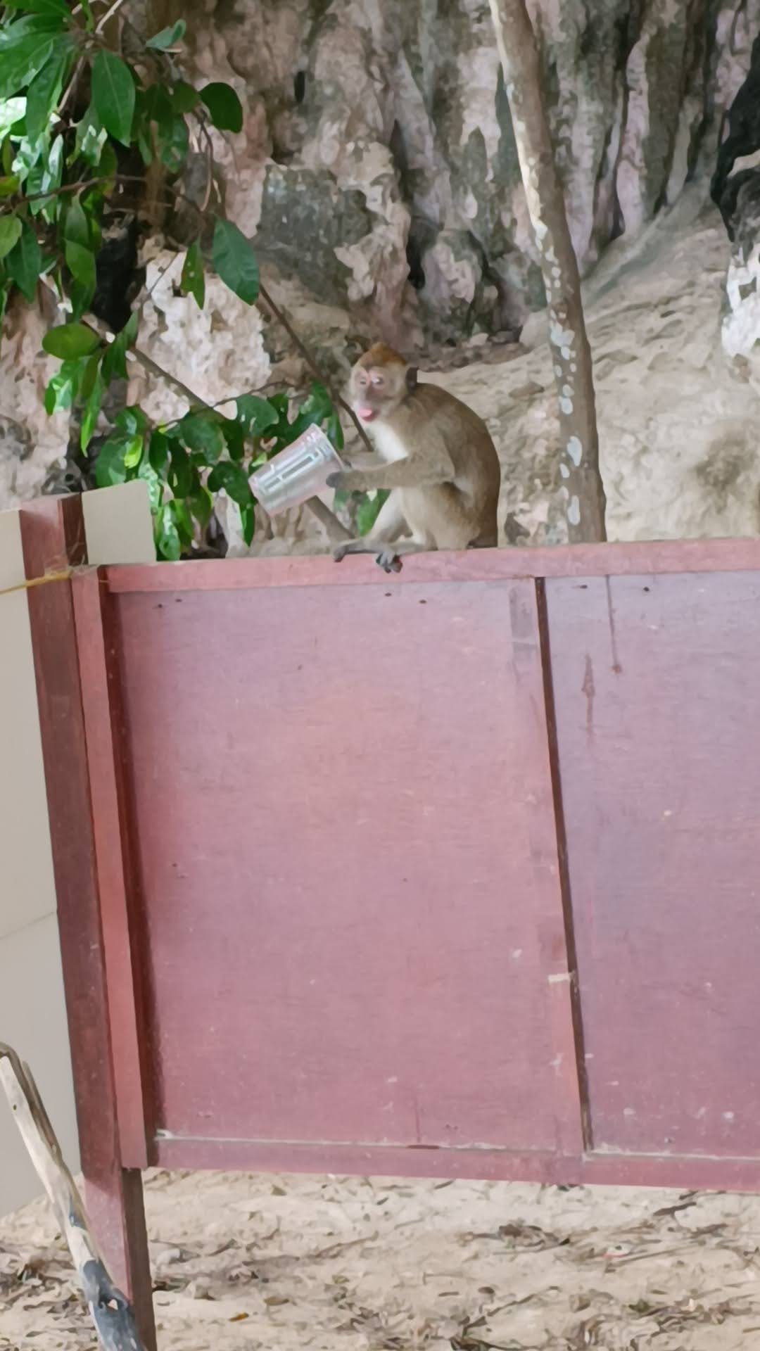 Macaco sentado sobre una valla con un vaso de plástico, sacando la lengua